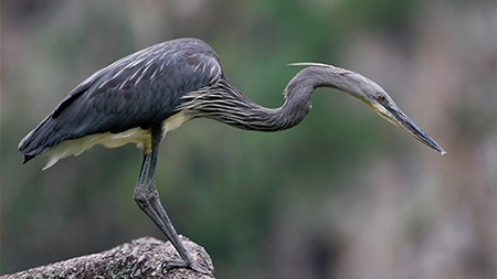 ARKive image GES056143 - White-bellied heron