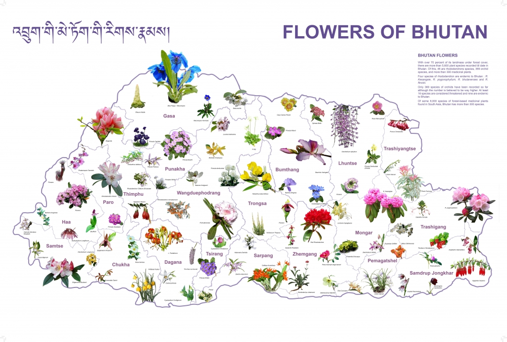 flowers-of-